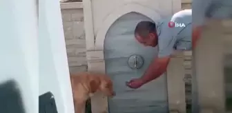 Selçuklu: Park ve bahçeler görevlisinden örnek davranış...Susayan köpeğe eliyle su içirdi Selçuklu: Park ve bahçeler görevlisinden örnek davranış...Susayan köpeğe eliyle su içirdi