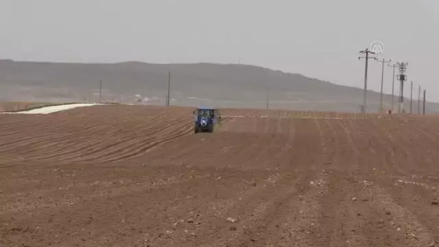 Patates ekimine başlandı Patates ekimine başlandı
