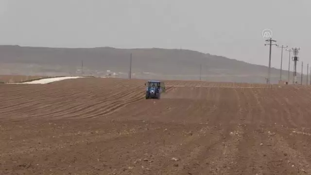 Patates ekimine başlandı Patates ekimine başlandı