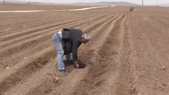 Patates ekimine başlandı Patates ekimine başlandı