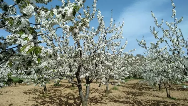 Pazarlar rengârenk çiçek açtı Pazarlar rengârenk çiçek açtı