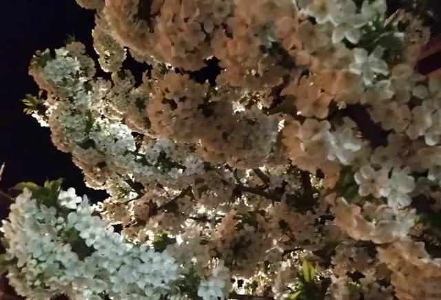 Pazarlar rengârenk çiçek açtı Pazarlar rengârenk çiçek açtı