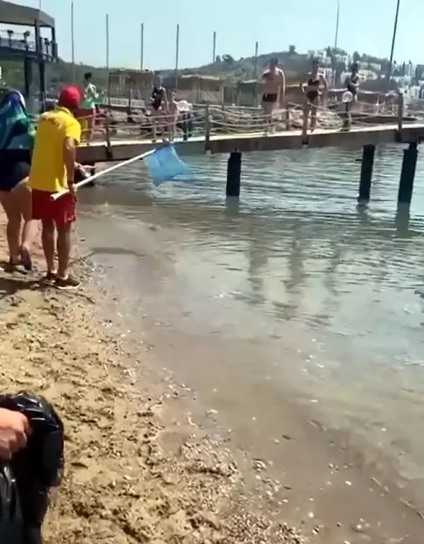 Prof. Dr. Gökoğlu: Denizde, kıyıda balon balığı görmeye alışmalıyız Prof. Dr. Gökoğlu: Denizde, kıyıda balon balığı görmeye alışmalıyız