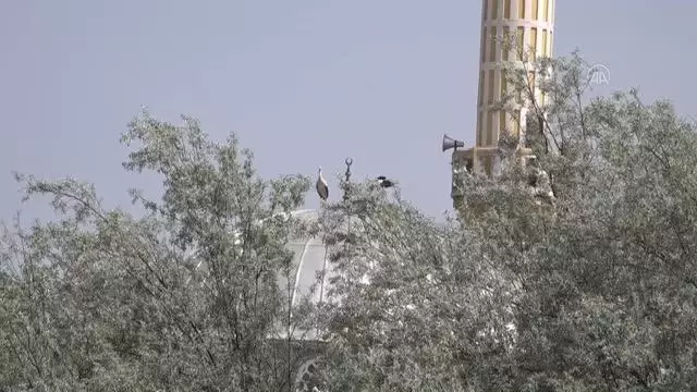 Sarayköy'de leylek göçü sevinci Sarayköy'de leylek göçü sevinci