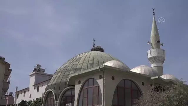 Sarayköy'de leylek göçü sevinci Sarayköy'de leylek göçü sevinci
