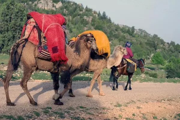 SARIKEÇİLİ YÖRÜKLERİN 40 GÜN SÜRECEK GÖÇÜ BAŞLADI SARIKEÇİLİ YÖRÜKLERİN 40 GÜN SÜRECEK GÖÇÜ BAŞLADI
