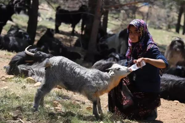 SARIKEÇİLİ YÖRÜKLERİN 40 GÜN SÜRECEK GÖÇÜ BAŞLADI SARIKEÇİLİ YÖRÜKLERİN 40 GÜN SÜRECEK GÖÇÜ BAŞLADI