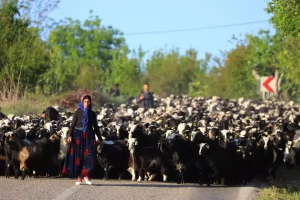 SARIKEÇİLİ YÖRÜKLERİN 40 GÜN SÜRECEK GÖÇÜ BAŞLADI SARIKEÇİLİ YÖRÜKLERİN 40 GÜN SÜRECEK GÖÇÜ BAŞLADI