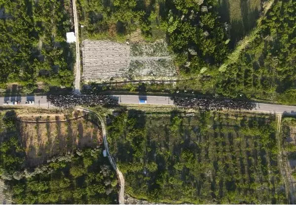 SARIKEÇİLİ YÖRÜKLERİN 40 GÜN SÜRECEK GÖÇÜ BAŞLADI SARIKEÇİLİ YÖRÜKLERİN 40 GÜN SÜRECEK GÖÇÜ BAŞLADI