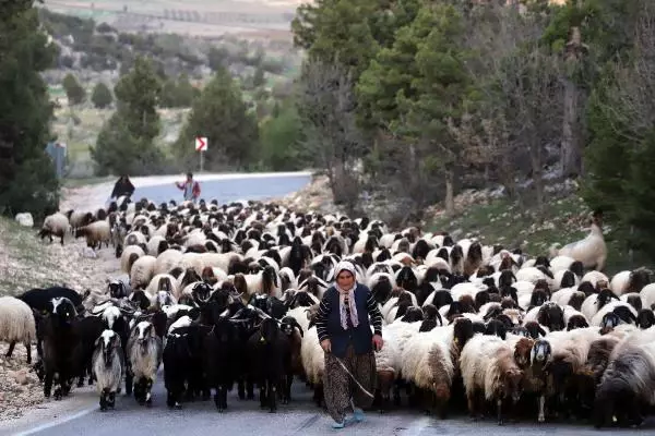 SARIKEÇİLİ YÖRÜKLERİN 40 GÜN SÜRECEK GÖÇÜ BAŞLADI SARIKEÇİLİ YÖRÜKLERİN 40 GÜN SÜRECEK GÖÇÜ BAŞLADI