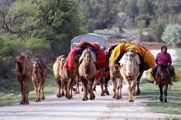 SARIKEÇİLİ YÖRÜKLERİN 40 GÜN SÜRECEK GÖÇÜ BAŞLADI SARIKEÇİLİ YÖRÜKLERİN 40 GÜN SÜRECEK GÖÇÜ BAŞLADI