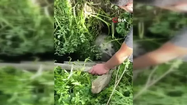 Sesin geldiği çalıları kaldırınca rögara düşen köpeği fark ettiler Sesin geldiği çalıları kaldırınca rögara düşen köpeği fark ettiler