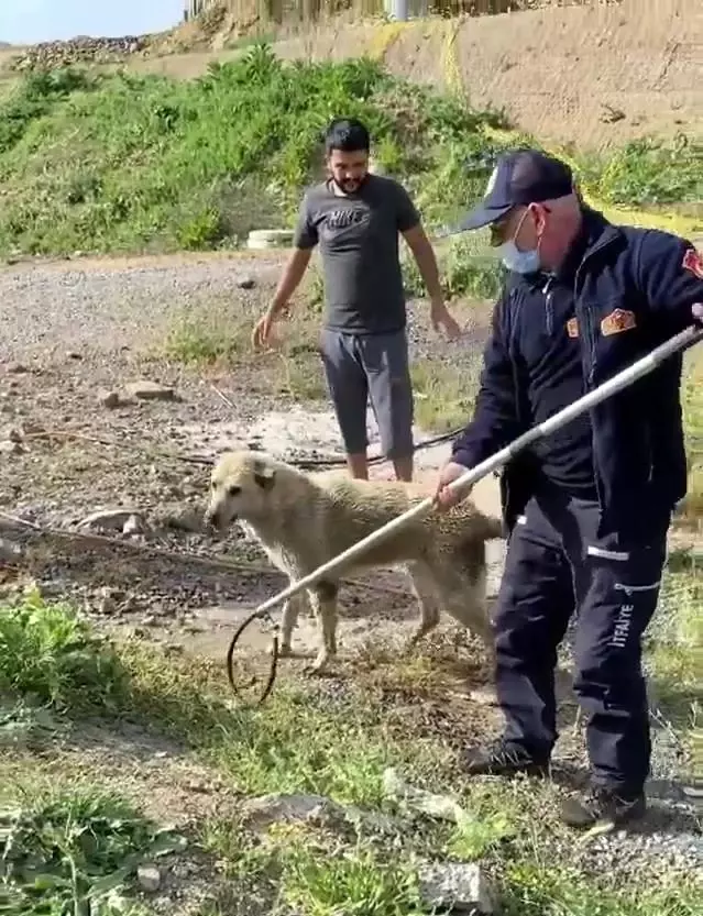 Sesin geldiği çalıları kaldırınca rögara düşen köpeği fark ettiler Sesin geldiği çalıları kaldırınca rögara düşen köpeği fark ettiler