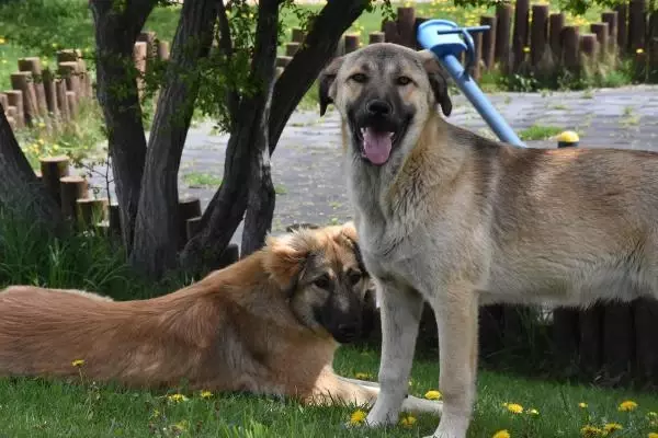 SİVAS'TA, KISITLAMADA SOKAK HAYVANLARINA MAMA BIRAKILDI SİVAS'TA, KISITLAMADA SOKAK HAYVANLARINA MAMA BIRAKILDI