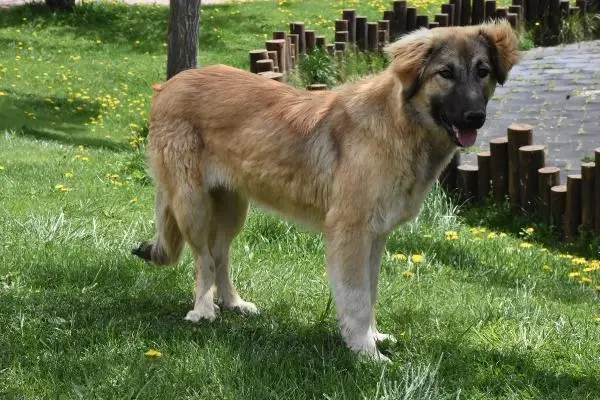 SİVAS'TA, KISITLAMADA SOKAK HAYVANLARINA MAMA BIRAKILDI SİVAS'TA, KISITLAMADA SOKAK HAYVANLARINA MAMA BIRAKILDI