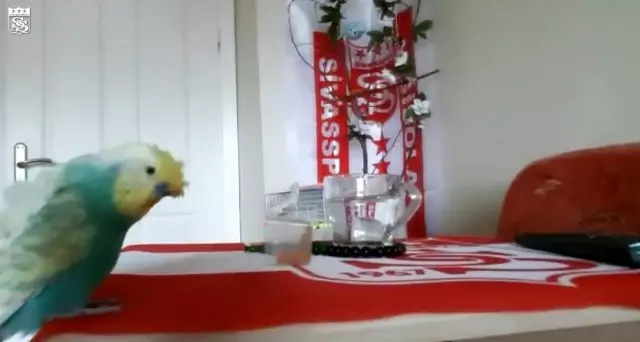 Sivasspor aşığı muhabbet kuşu tezahüratlarıyla dikkat çekiyor Sivasspor aşığı muhabbet kuşu tezahüratlarıyla dikkat çekiyor