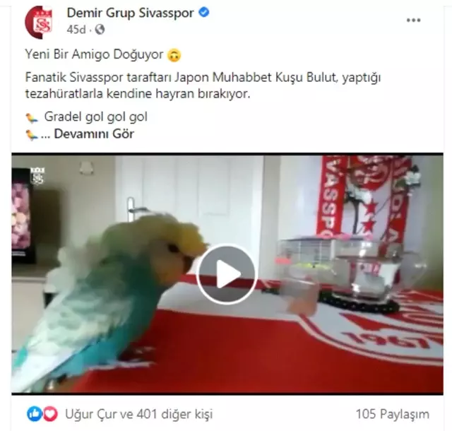 Sivasspor aşığı muhabbet kuşu tezahüratlarıyla dikkat çekiyor Sivasspor aşığı muhabbet kuşu tezahüratlarıyla dikkat çekiyor