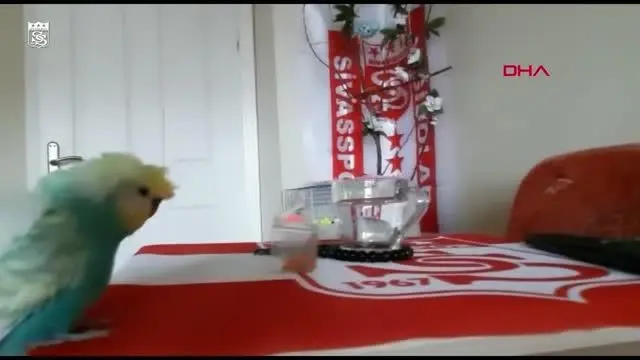 SPOR Sivasspor taraftarı muhabbet kuşu 'Bulut'un tezahüratları ilgi çekiyor SPOR Sivasspor taraftarı muhabbet kuşu 'Bulut'un tezahüratları ilgi çekiyor
