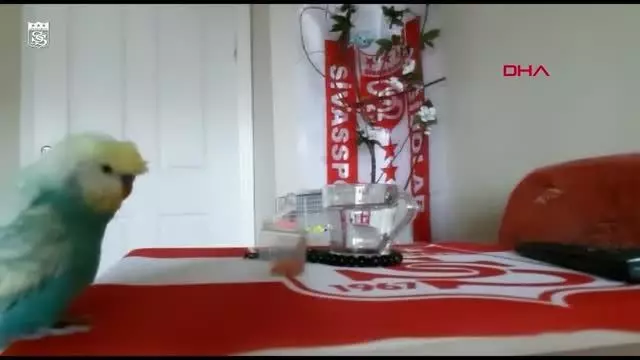 SPOR Sivasspor taraftarı muhabbet kuşu 'Bulut'un tezahüratları ilgi çekiyor SPOR Sivasspor taraftarı muhabbet kuşu 'Bulut'un tezahüratları ilgi çekiyor