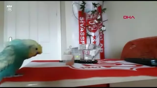 SPOR Sivasspor taraftarı muhabbet kuşu 'Bulut'un tezahüratları ilgi çekiyor SPOR Sivasspor taraftarı muhabbet kuşu 'Bulut'un tezahüratları ilgi çekiyor
