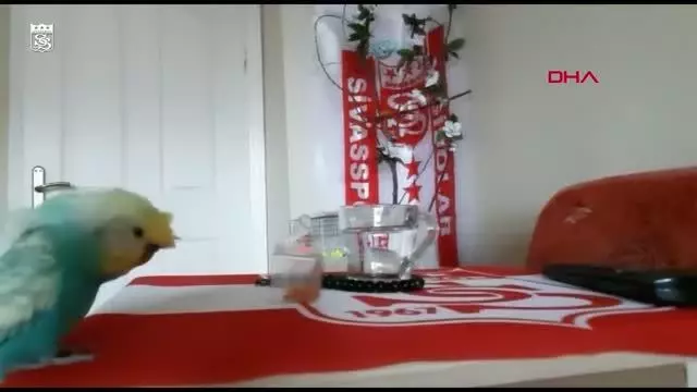 SPOR Sivasspor taraftarı muhabbet kuşu 'Bulut'un tezahüratları ilgi çekiyor SPOR Sivasspor taraftarı muhabbet kuşu 'Bulut'un tezahüratları ilgi çekiyor