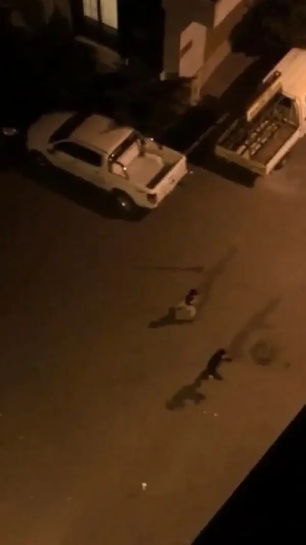SULTANGAZİ'DE TAM KAPANMADA UZUN EŞEKTEN HALAYA İLGİNÇ GÖRÜNTÜLER SULTANGAZİ'DE TAM KAPANMADA UZUN EŞEKTEN HALAYA İLGİNÇ GÖRÜNTÜLER