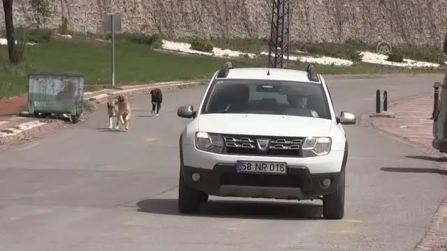 'Tam kapanma'da sokak hayvanları unutulmadı 'Tam kapanma'da sokak hayvanları unutulmadı