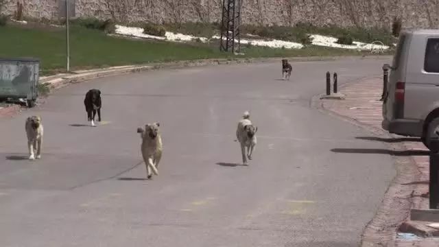 'Tam kapanma'da sokak hayvanları unutulmadı 'Tam kapanma'da sokak hayvanları unutulmadı