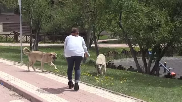 'Tam kapanma'da sokak hayvanları unutulmadı 'Tam kapanma'da sokak hayvanları unutulmadı