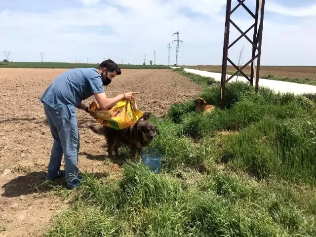 Tam kapanma günlerinde sokak hayvanları da unutulmuyor Tam kapanma günlerinde sokak hayvanları da unutulmuyor