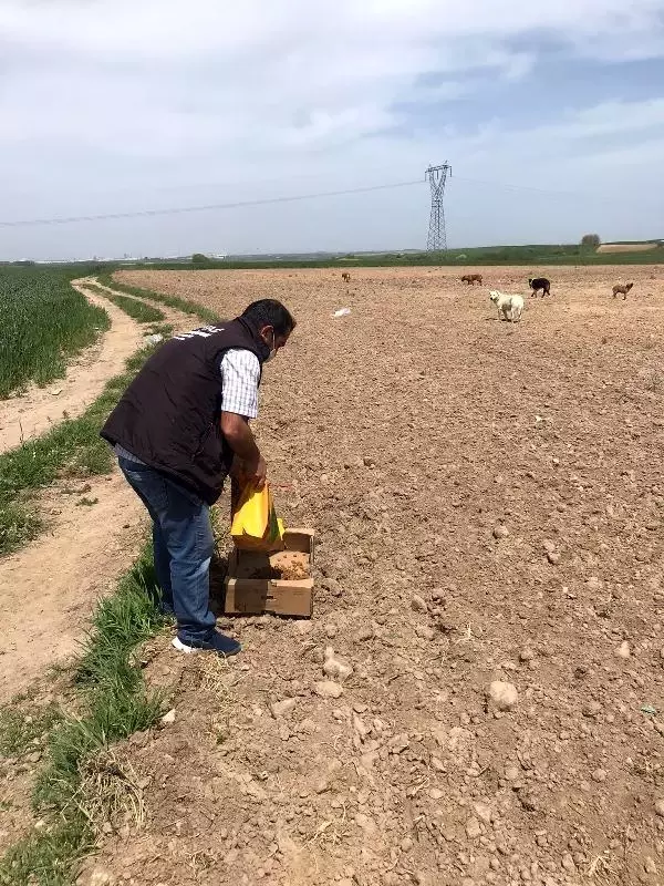 Tam kapanma günlerinde sokak hayvanları da unutulmuyor Tam kapanma günlerinde sokak hayvanları da unutulmuyor