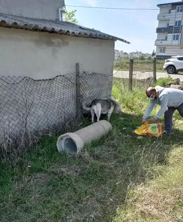 Tam kapanma günlerinde sokak hayvanları da unutulmuyor Tam kapanma günlerinde sokak hayvanları da unutulmuyor