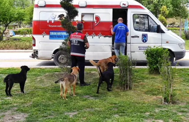 Tam kapanma sürecinde sokak hayvanlarına 100 ton besin desteği Tam kapanma sürecinde sokak hayvanlarına 100 ton besin desteği