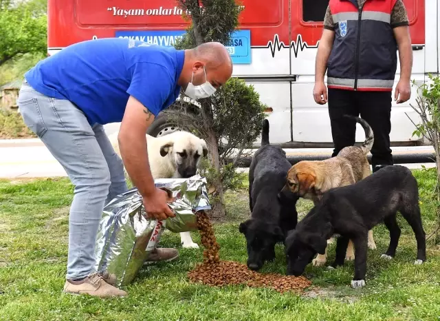 Tam kapanma sürecinde sokak hayvanlarına 100 ton besin desteği Tam kapanma sürecinde sokak hayvanlarına 100 ton besin desteği