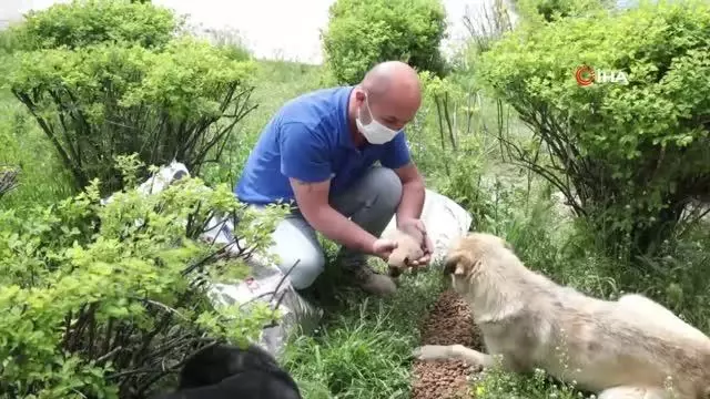 Tam kapanma sürecinde sokak hayvanlarına 100 ton besin desteği Tam kapanma sürecinde sokak hayvanlarına 100 ton besin desteği