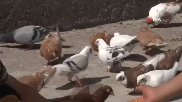 Tam kapanmada zamanını damda kuş uçurarak geçiriyor Tam kapanmada zamanını damda kuş uçurarak geçiriyor