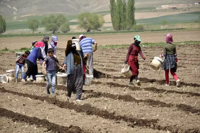 Tarımın bel kemikleri Ramazan ayında işlerinin başında Tarımın bel kemikleri Ramazan ayında işlerinin başında