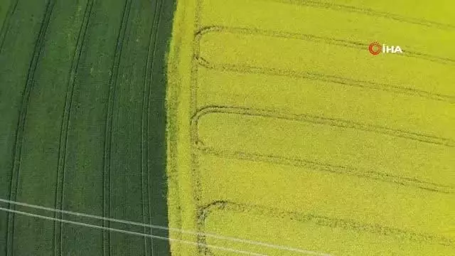 Tekirdağ'da 'sarı bahar' Tekirdağ'da 'sarı bahar'