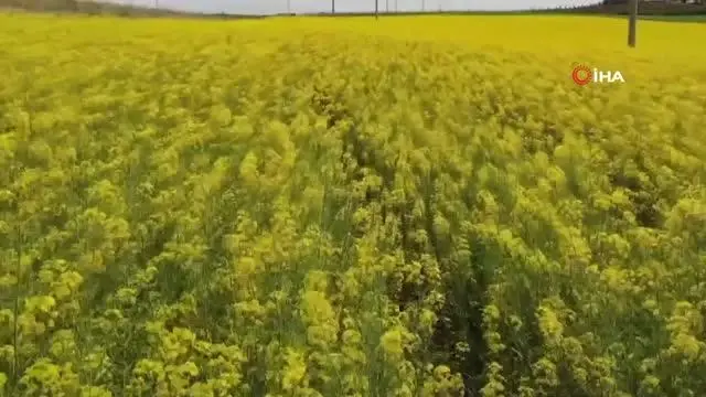 Tekirdağ'da 'sarı bahar' Tekirdağ'da 'sarı bahar'
