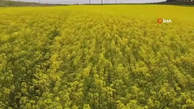 Tekirdağ'da 'sarı bahar' Tekirdağ'da 'sarı bahar'