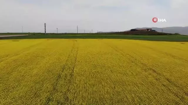 Tekirdağ'da 'sarı bahar' Tekirdağ'da 'sarı bahar'