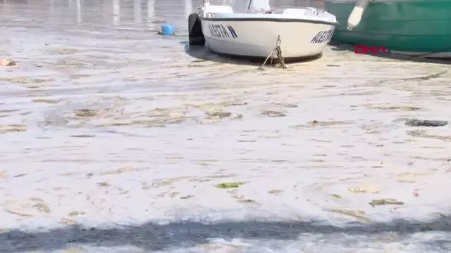 TEKİRDAĞ DENİZ SALYALARI TEKİRDAĞ SAHİLLERİNİ YENİDEN KAPLADI TEKİRDAĞ DENİZ SALYALARI TEKİRDAĞ SAHİLLERİNİ YENİDEN KAPLADI