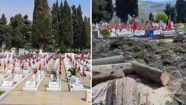 Trabzon Büyükşehir Belediyesi'nin mezarlıktaki selvi ağaçlarını kesmesi doğa severleri ayaklandırdı Trabzon Büyükşehir Belediyesi'nin mezarlıktaki selvi ağaçlarını kesmesi doğa severleri ayaklandırdı