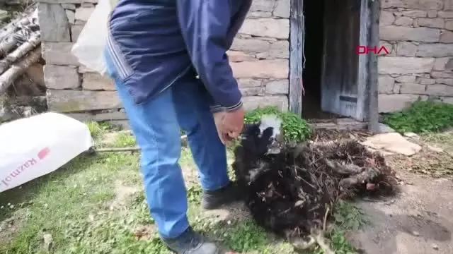 Ahıra giren boz ayı, 4 koyunu telef etti Ahıra giren boz ayı, 4 koyunu telef etti