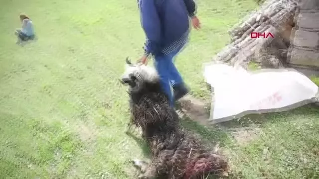 Ahıra giren boz ayı, 4 koyunu telef etti Ahıra giren boz ayı, 4 koyunu telef etti