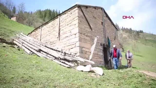 Ahıra giren boz ayı, 4 koyunu telef etti Ahıra giren boz ayı, 4 koyunu telef etti