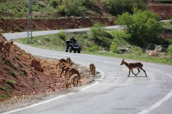 TUNCELİ KARA YOLU, KORUMA ALTINDAKİ DAĞ KEÇİLERİNE KALDI TUNCELİ KARA YOLU, KORUMA ALTINDAKİ DAĞ KEÇİLERİNE KALDI