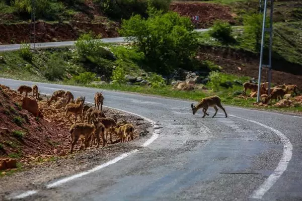 TUNCELİ KARA YOLU, KORUMA ALTINDAKİ DAĞ KEÇİLERİNE KALDI TUNCELİ KARA YOLU, KORUMA ALTINDAKİ DAĞ KEÇİLERİNE KALDI
