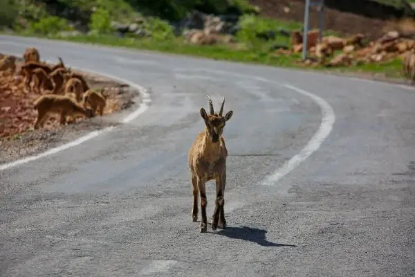 TUNCELİ KARA YOLU, KORUMA ALTINDAKİ DAĞ KEÇİLERİNE KALDI TUNCELİ KARA YOLU, KORUMA ALTINDAKİ DAĞ KEÇİLERİNE KALDI