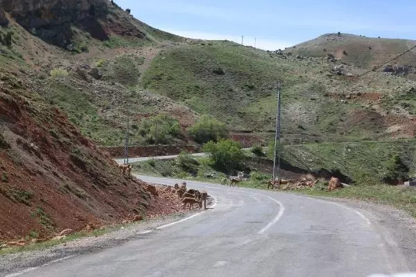 TUNCELİ KARA YOLU, KORUMA ALTINDAKİ DAĞ KEÇİLERİNE KALDI TUNCELİ KARA YOLU, KORUMA ALTINDAKİ DAĞ KEÇİLERİNE KALDI
